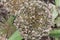 Allium karatavienseÂ `Red and pink Giantâ€™ seeds sphere close-up